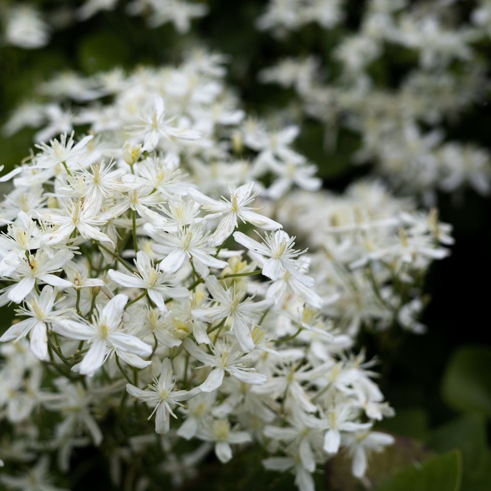 a close up of winter jasmine