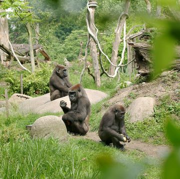 verblijvenbuitenverblijf gorilla's