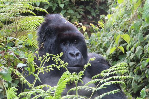 gorillas live in volcanoes national park