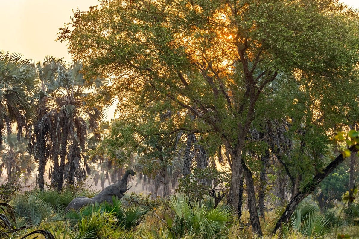 Een mannetjesolifant eet s avonds nog een hapje in het Gorongosa National Park in Mozambique In 1992 kwam een einde aan een vijftien jaar durende burgeroorlog in het land Tijdens het conflict werd het overgrote deel van de olifanten in het park gedood Met de opbrengst van het ivoor werden wapens gekocht De populatie is bezig zich te herstellen nu de stroperij een halt is toegeroepenUit In dit Afrikaanse park neemt de dierenpopulatie weer toe na jaren van oorlog mei 2019
