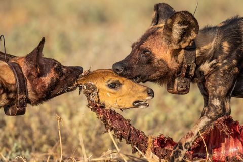 Afrikaanse wilde honden van de eerste groep die in 2018 opnieuw werd gentroduceerd in Gorgongosa vechten om de resten van een redunca Een tweede kudde wordt in juli in het park gelaten