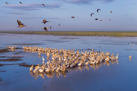 Een groep witwangfluiteenden vliegt over een groep pelikanen en ooievaars wadend in Gorongosas Sungu rivier die uitloopt in het meer Urema Zelfs in het droge seizoen herbergen het meer en de zijriviertjes een overvloed aan vogels