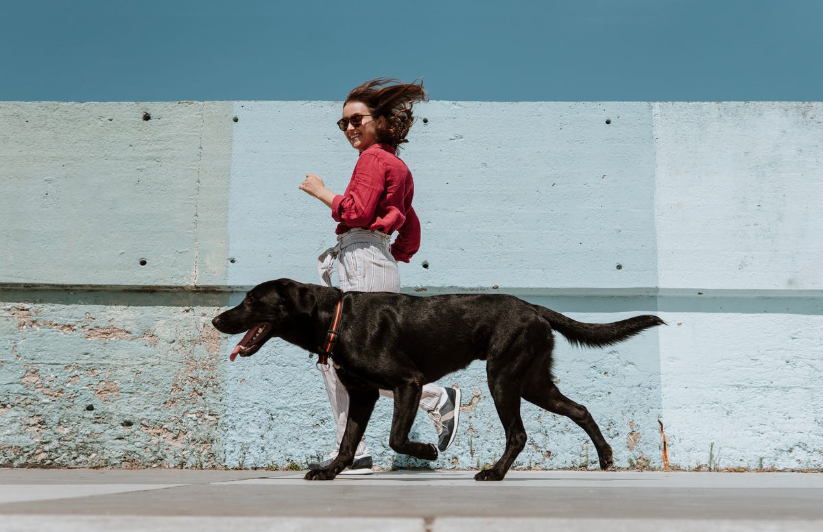 Dog GPS & Health tracking, $19/month