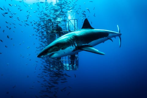 Grote witte haaiIsla Guadalupe Mexico