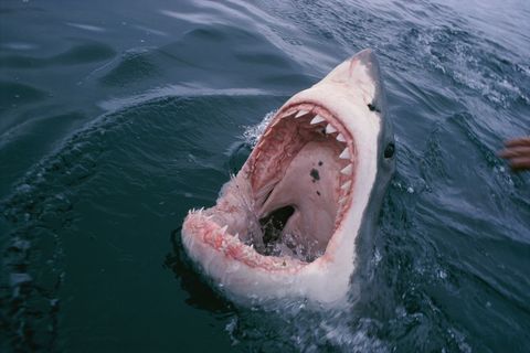 Grote witte haaiGansbaai ZuidAfrika