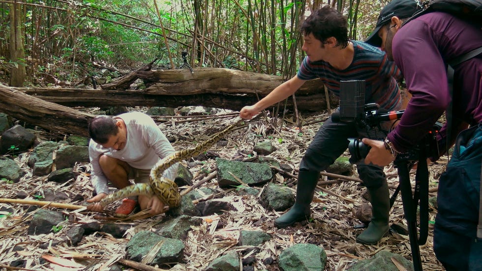 'Wild Frank por dentro'