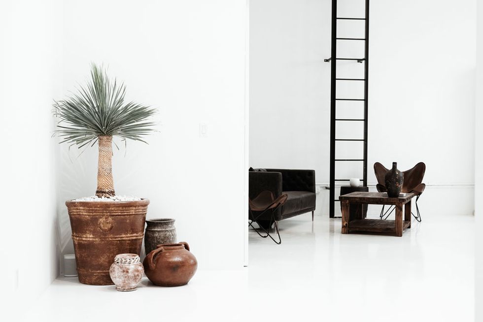 white room with brown furniture and large succulent 