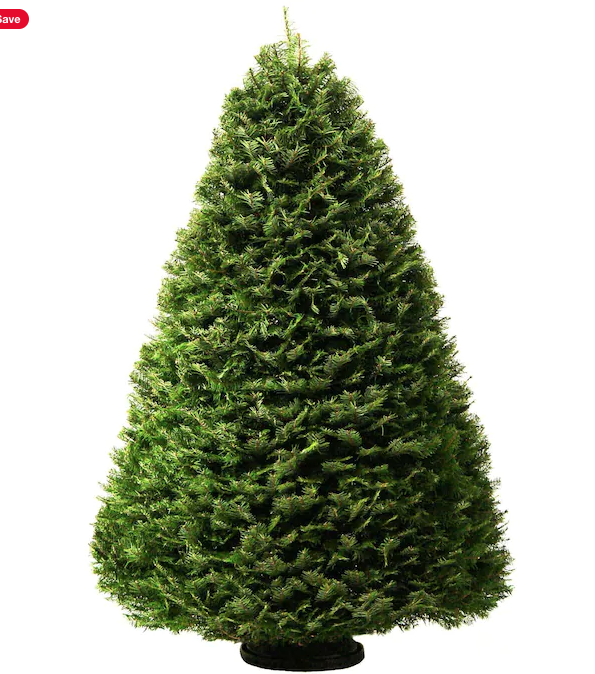 17 Best Types of Christmas Trees and Tree Varieties