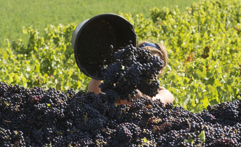 Grape harvesting in vineyard Beaujolais, France