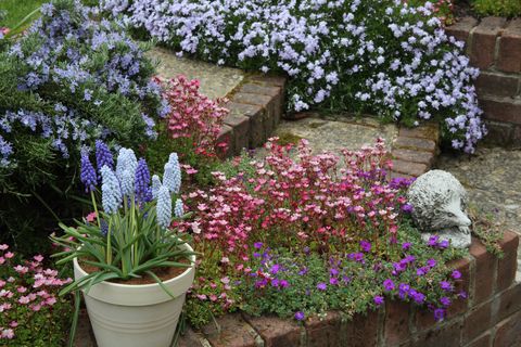 grape hyacinth flowers in pot and flower bed full of flowers