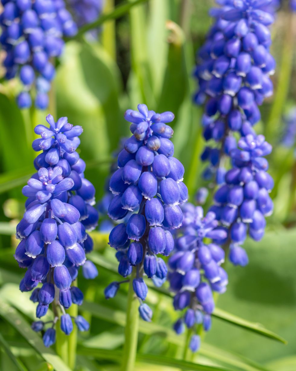 Bulbs for planting grape hyacinths in the fall