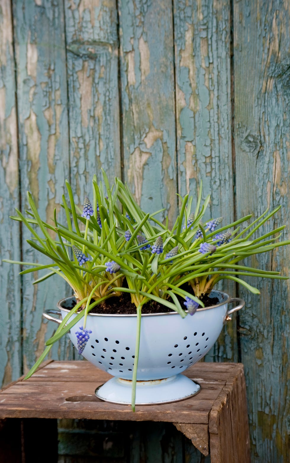 https://hips.hearstapps.com/hmg-prod/images/grape-hyacinths-growing-in-enamel-colander-royalty-free-image-970170674-1566892092.jpg?crop=1.00xw:0.650xh;0,0.334xh&resize=980:*