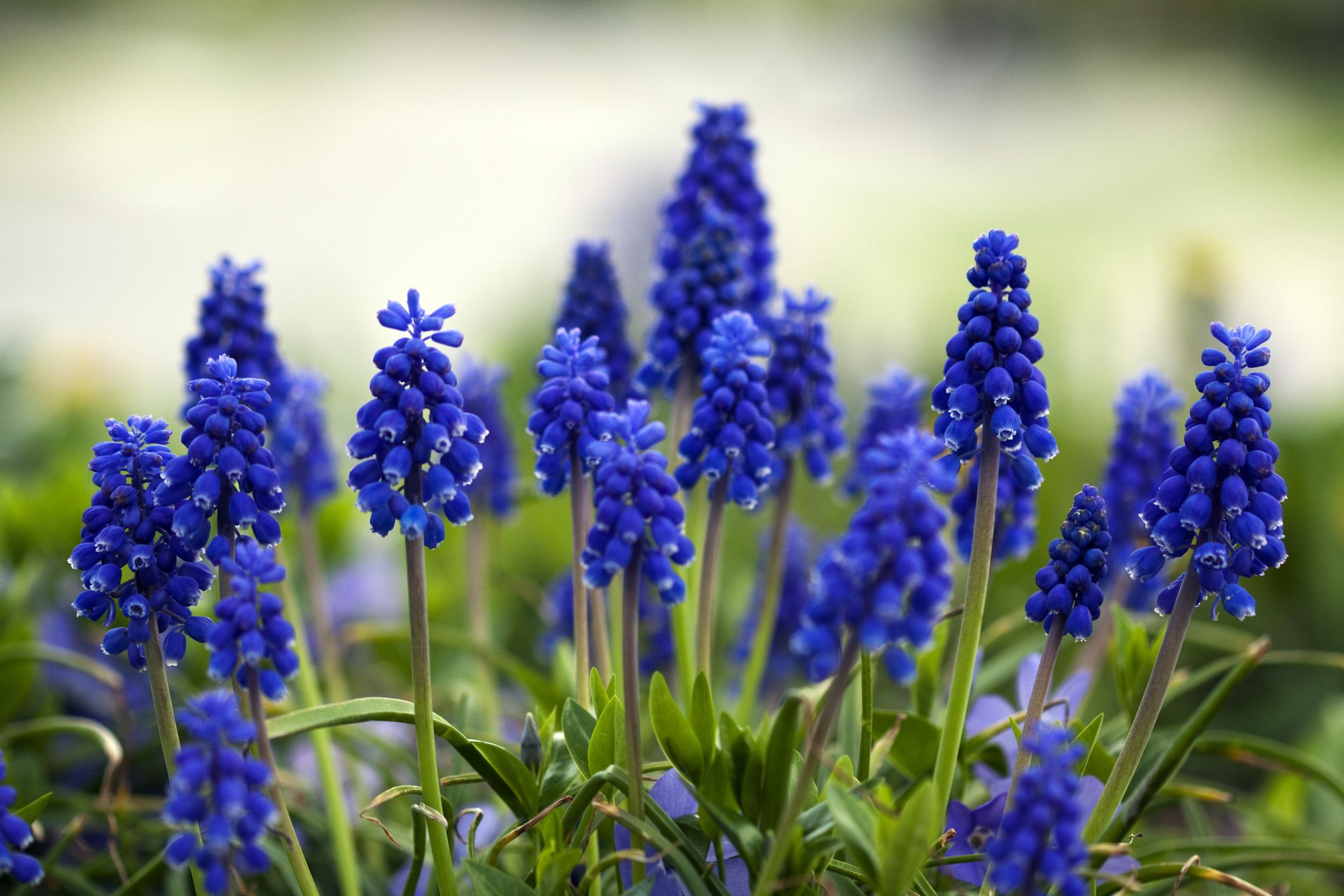 30 Best Early Spring Flowers - Early-Blooming Garden Flowers