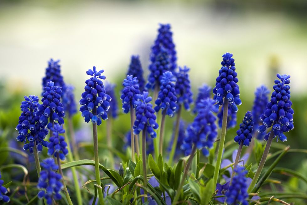 Early Spring Flowers: Plant Early Blooming Spring Flowers In The