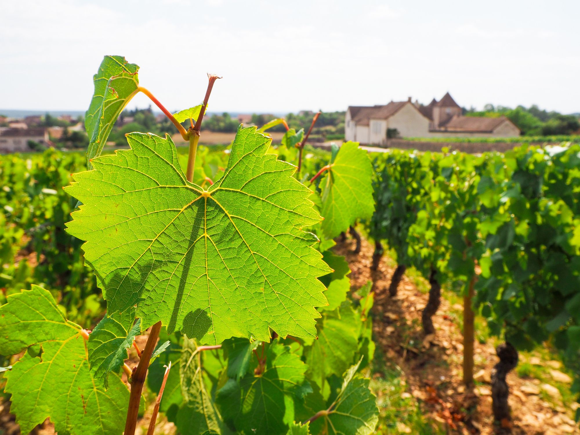 French Vineyards