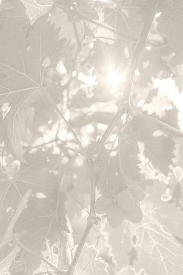grapevines