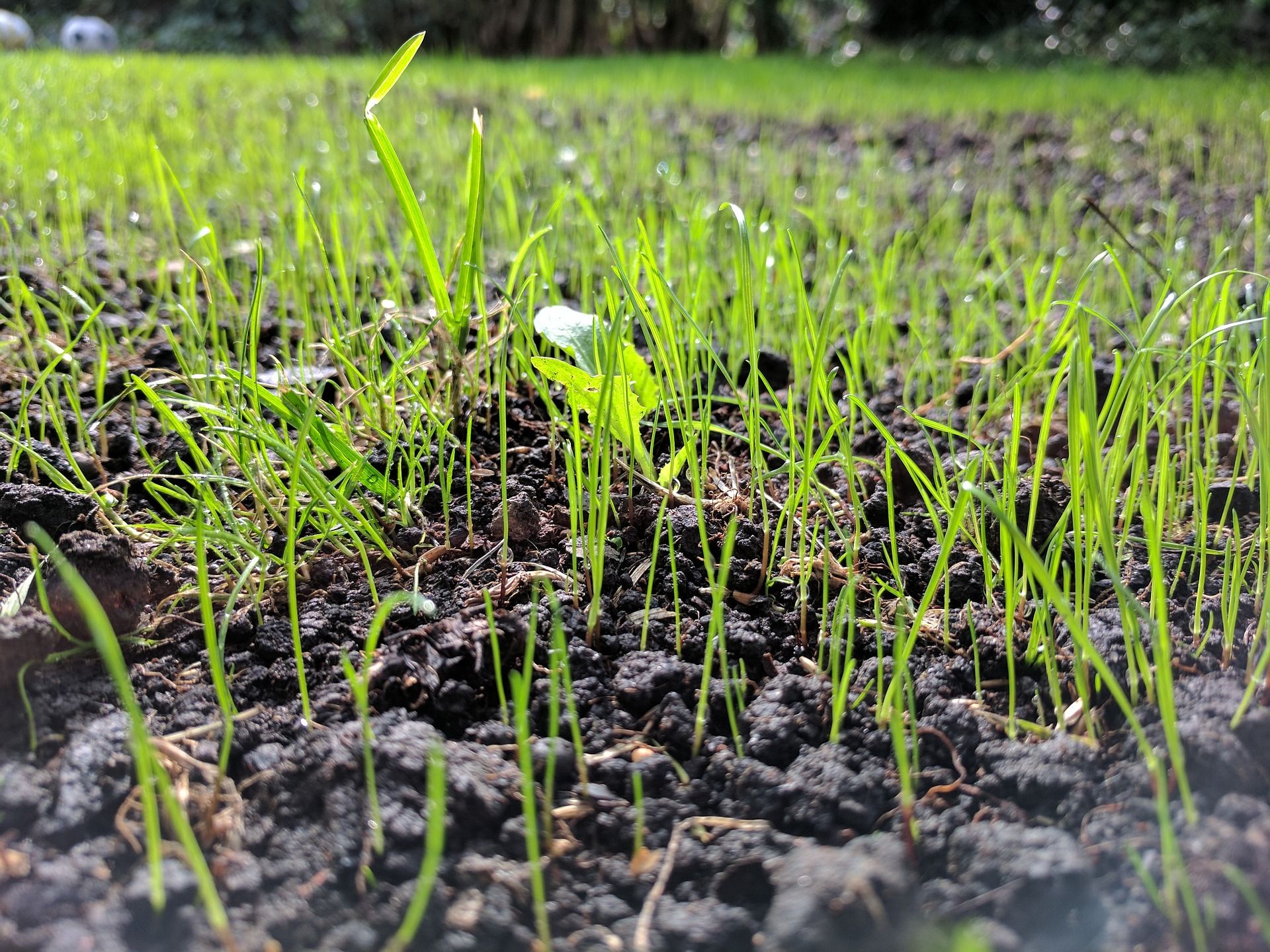 Seeding grass deals