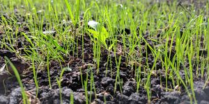 Grass, Plant, Soil, Grass family, Crop, Field, Flower, Agriculture, Sedge family, Flowering plant, 