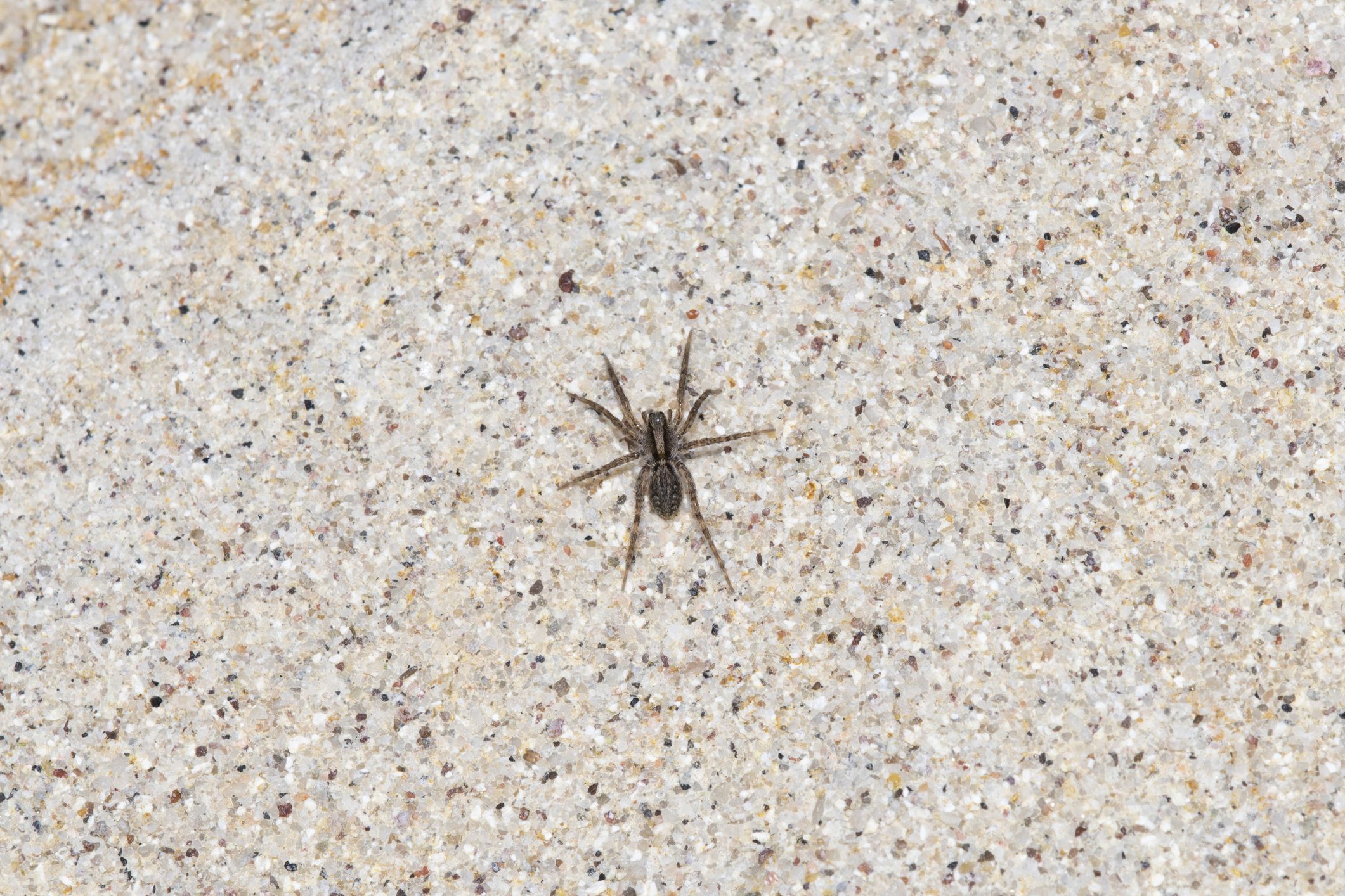 The common spiders of the United States. Spiders -- United States. 7o THE  COMMON SPIDERS the edge are faintly lighter than the rest. The abdomen has  a pointed middle stripe, dark