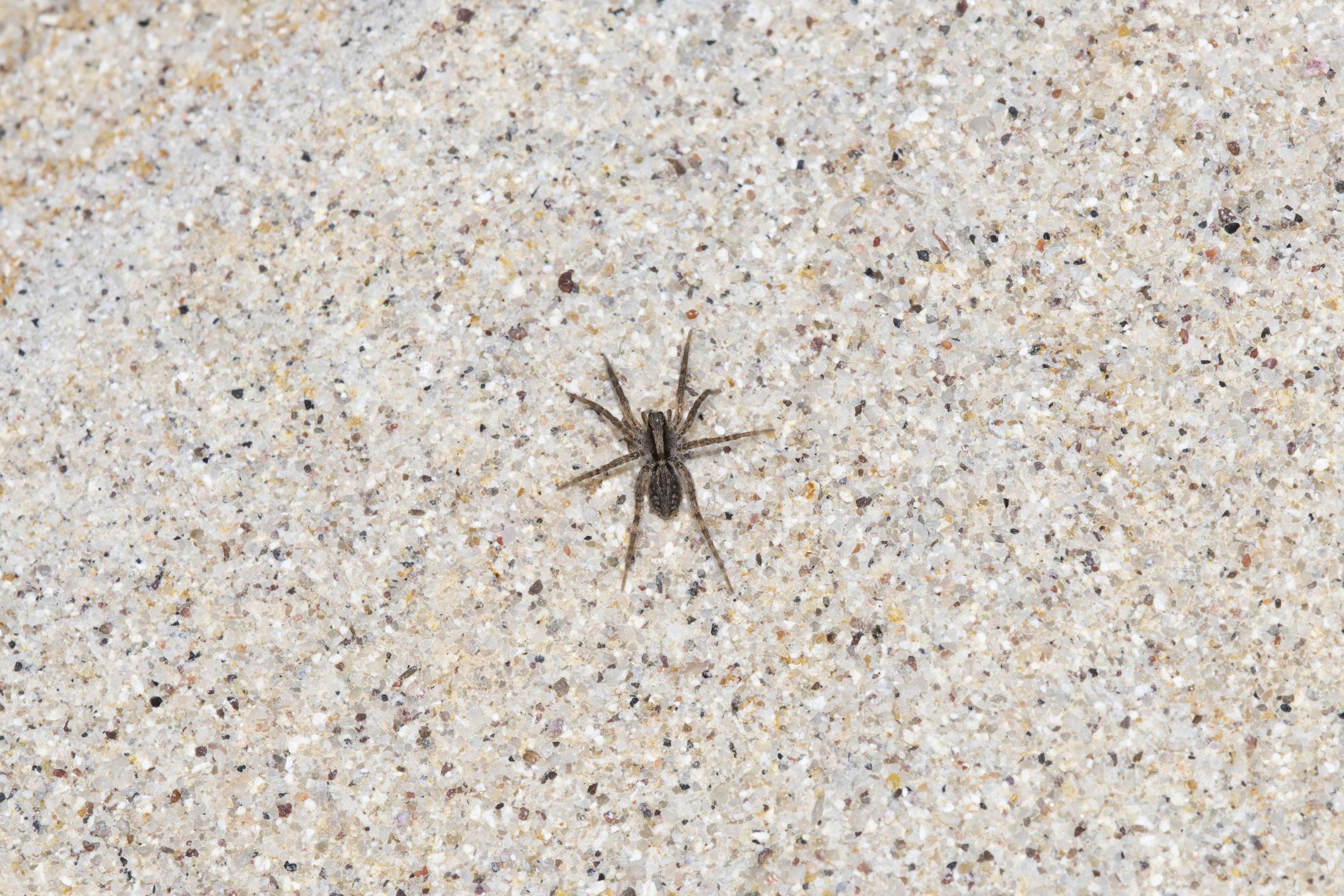 Common Poisonous House Spiders   Grass Spider On A Verical Sandstone Wall On The Royalty Free Image 1568321649 