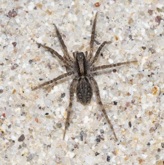 Grass Spider (Agelenopsis) on a Verical Sandstone Wall on the Eastern Plains of Colorado