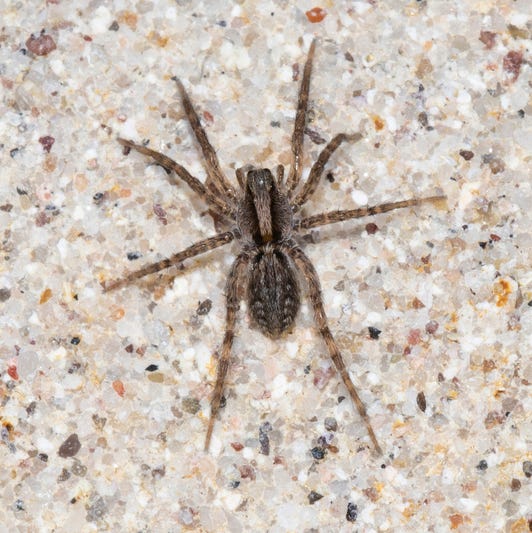 Grass Spider (Agelenopsis) on a Verical Sandstone Wall on the Eastern Plains of Colorado