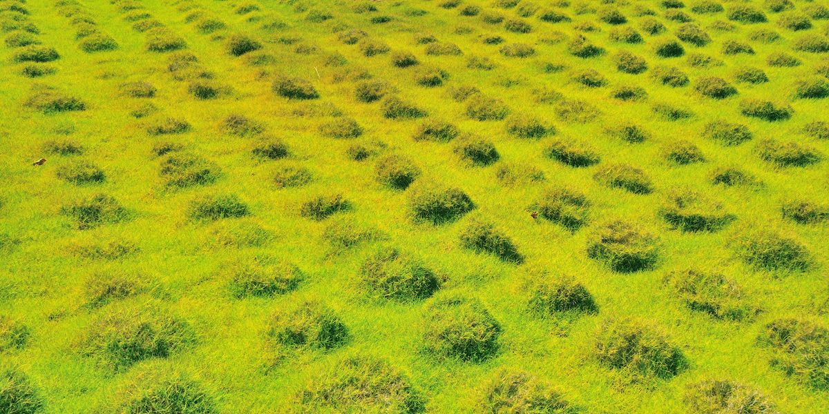 Researchers Found Unnatural Patterns Beneath an Ancient Forest