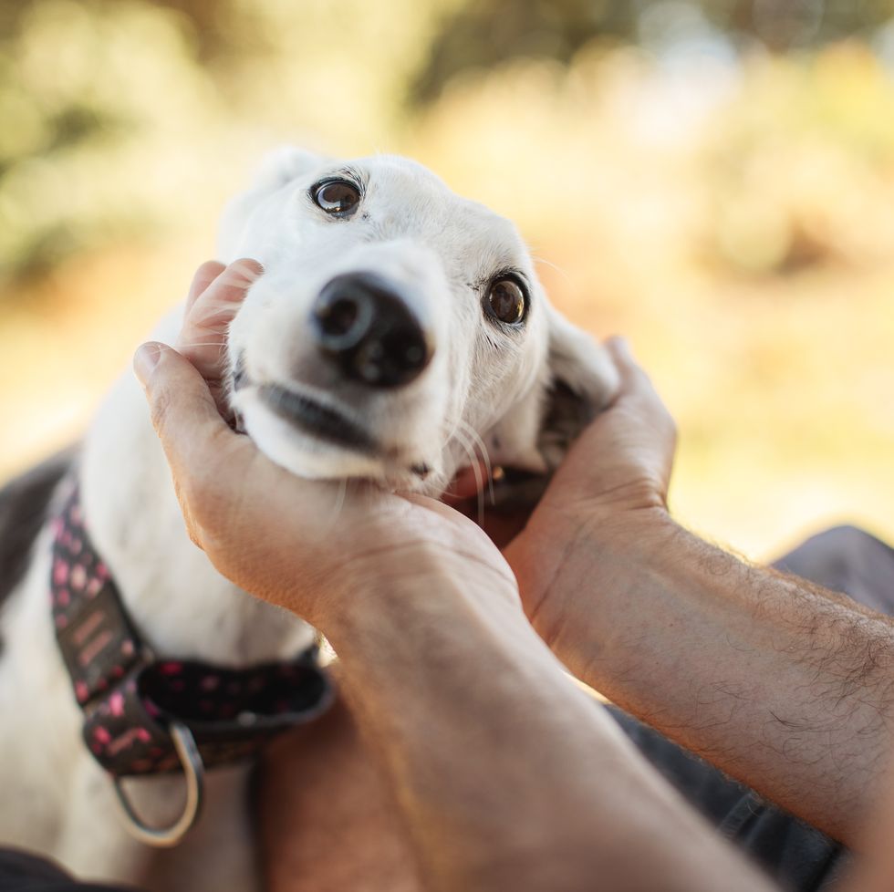 old lady dog names