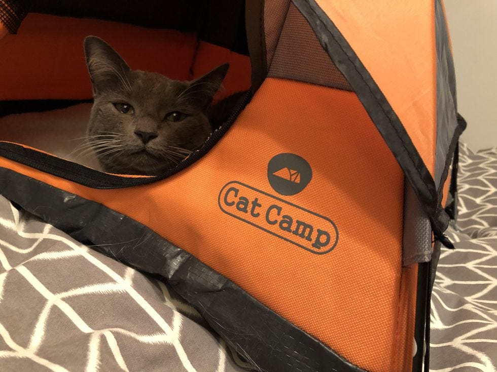 Cat Camp Review| The Adventure Tent for Indoor Kitties