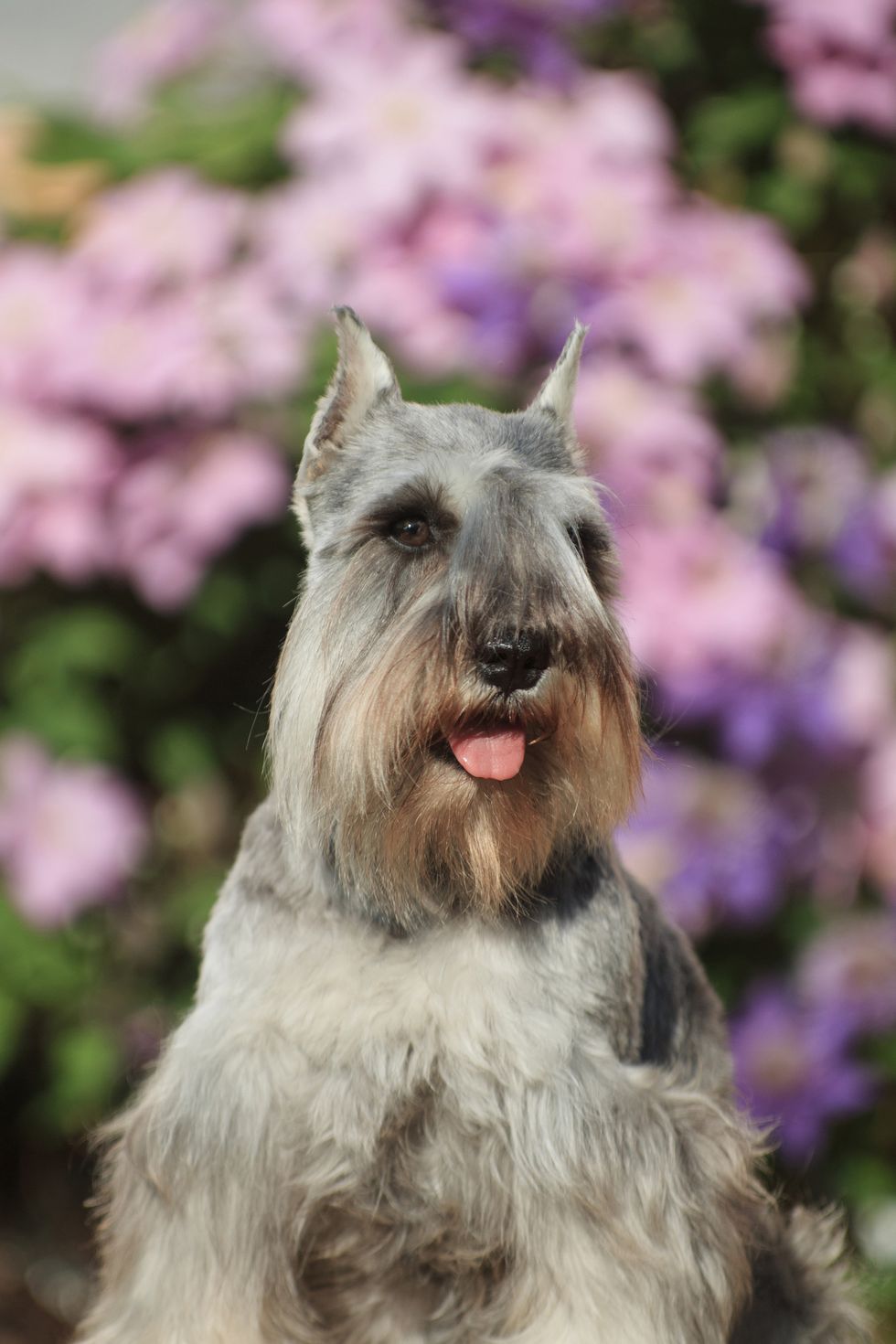 gray dog of the miniature schnauzer breed, portrait in a summer cottage