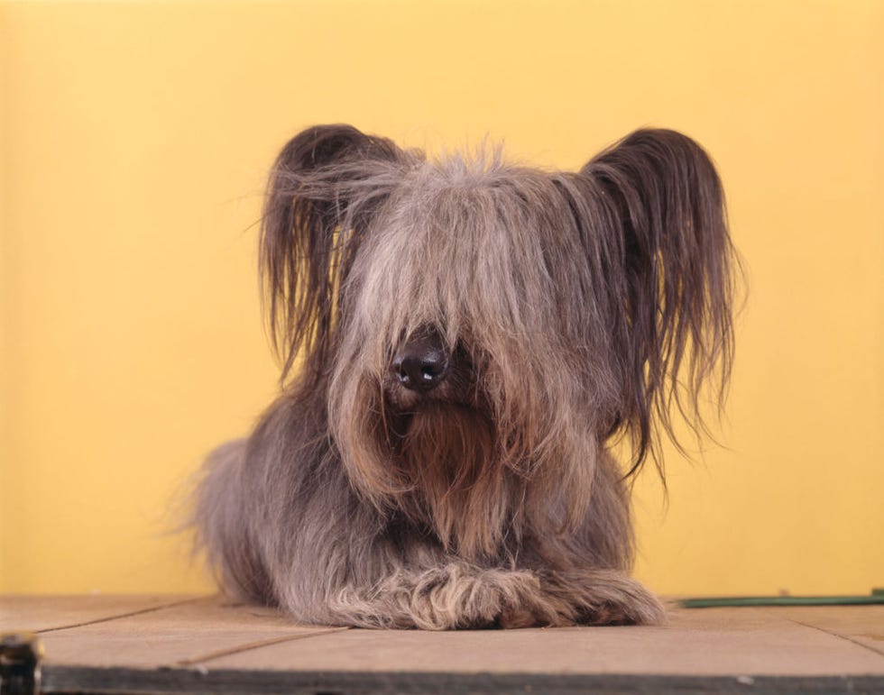 rare dog breeds