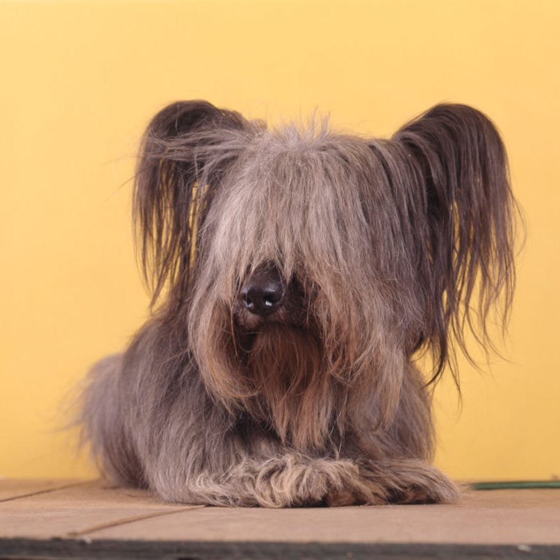 rare dog breed rare dog breeds