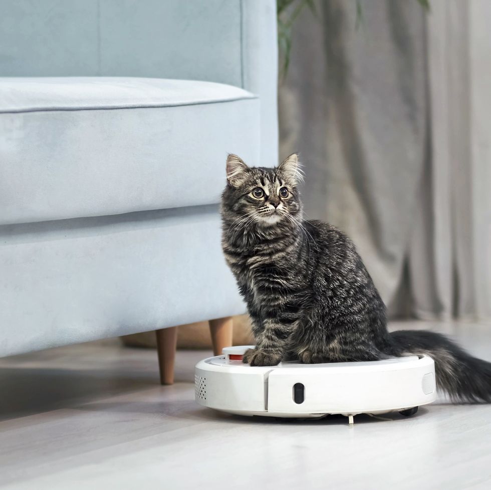 gray striped kitten sits on a robotic vacuum cleaner in the living room cute curious kitten is playing at home