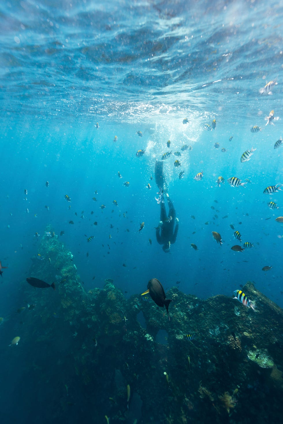 apnea breathold free diver diving in the se above the tulamben shipwreck surrounded by fish in bali, indonesia