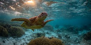 great barrier reef underwater landscapes and wildlife