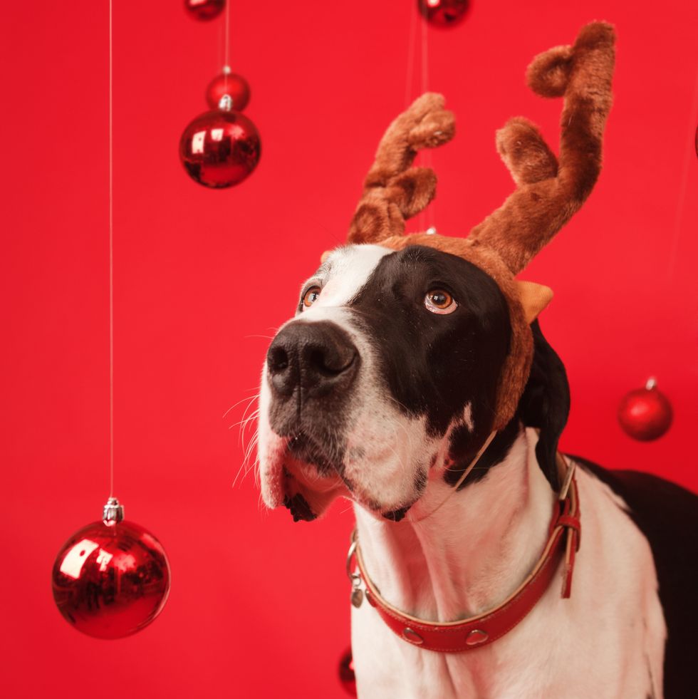 great dane pet dog with elk antler and christmas background