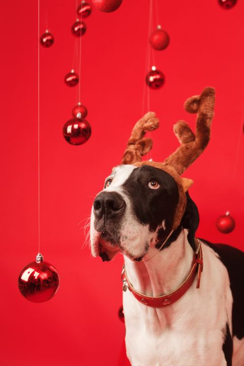 great dane pet dog with elk antler and christmas background
