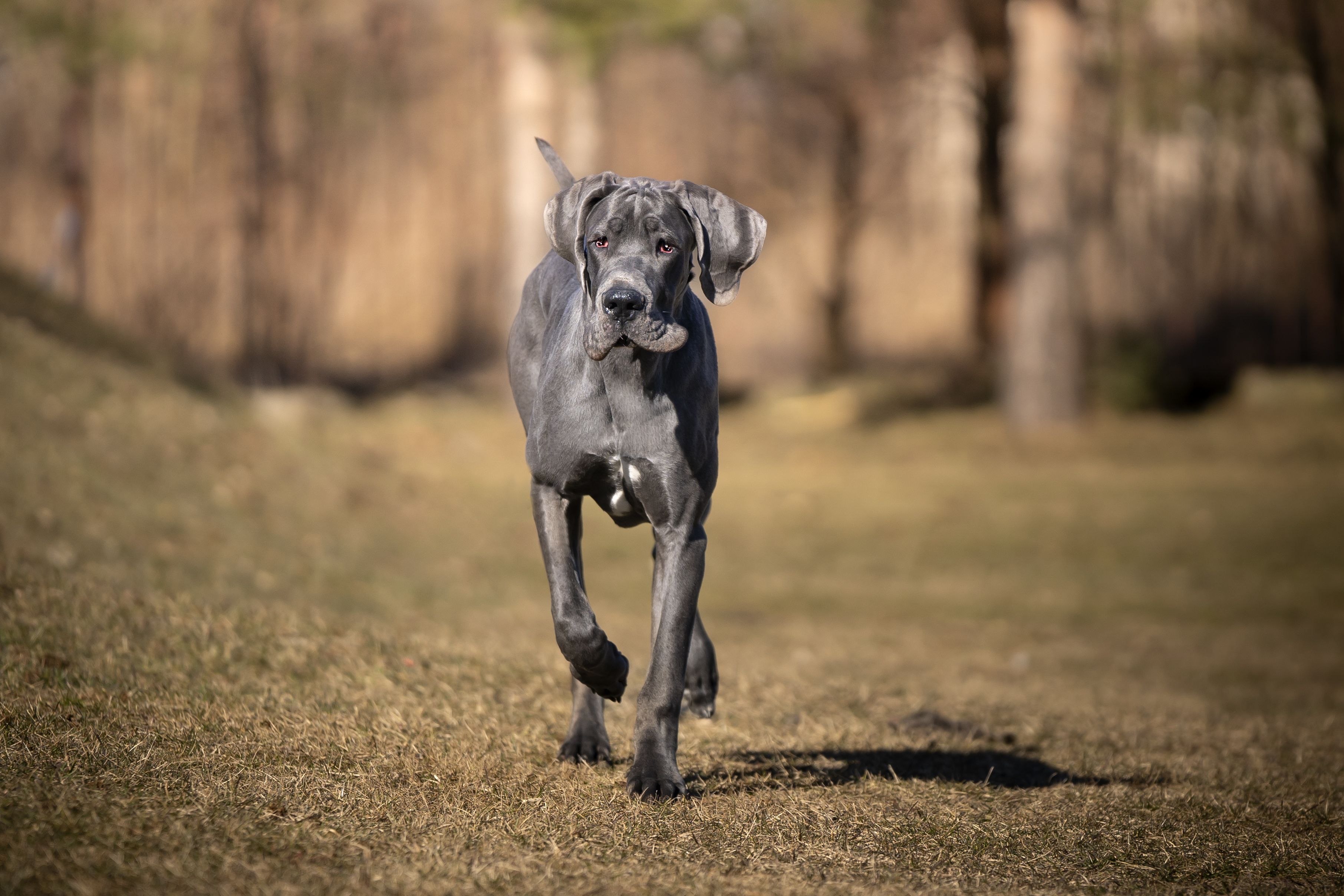 Grain shops dane dog