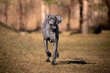 a dog of the great dane breed runs on the lawn in the park