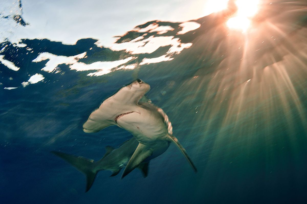 De grote hamerhaai op de foto een exemplaar dat voor de kust van de Bahamas zwemt is een ernstig bedreigde soort