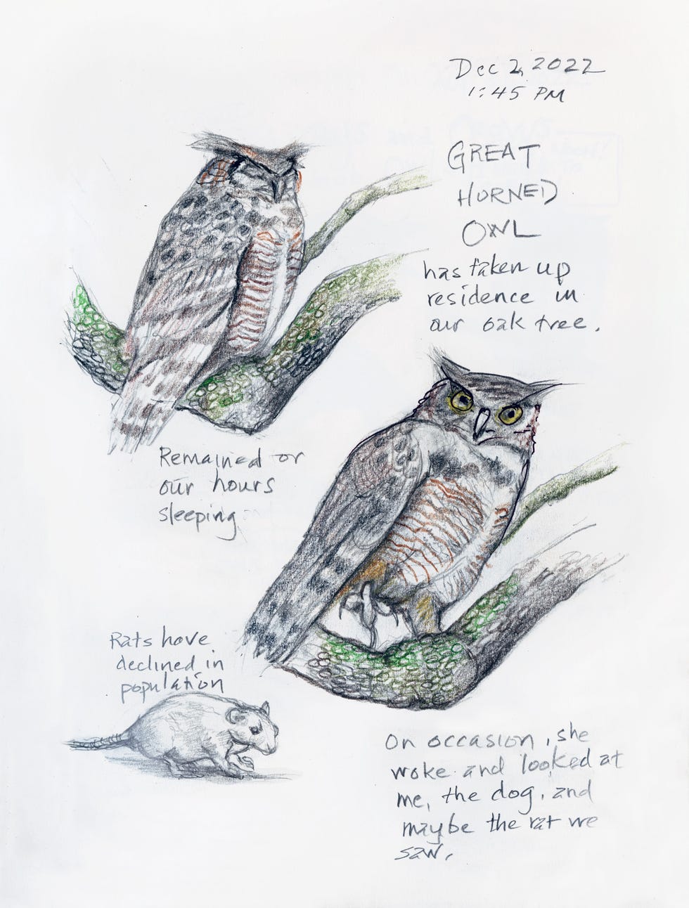 amy tan, backyard bird chronicles, great horned owl