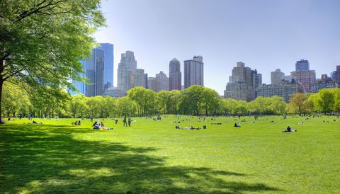 great lawn in central park