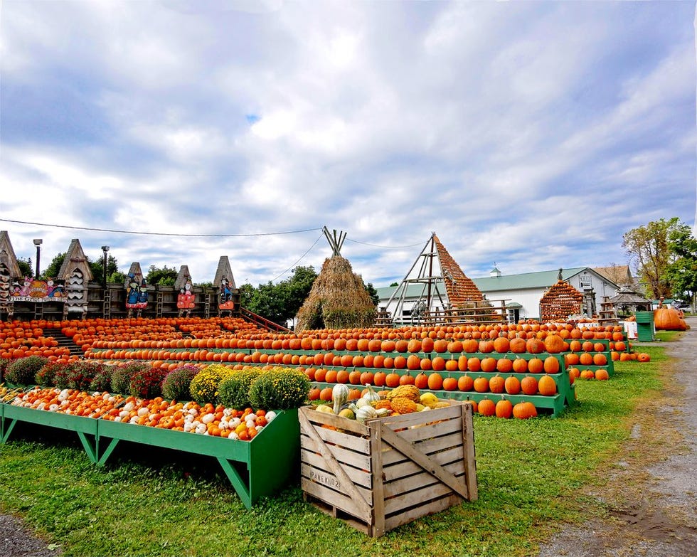 15 Best Pumpkin Patches 2020 - Top Pumpkin Farms in America