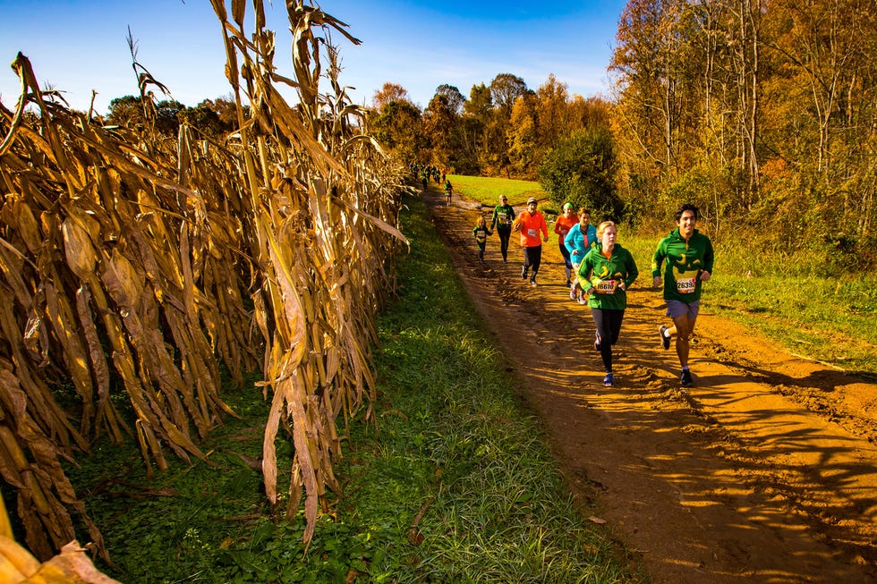 People in nature, Tree, Grass family, Grass, Plant, Trail, Autumn, Rural area, Adaptation, Wood, 