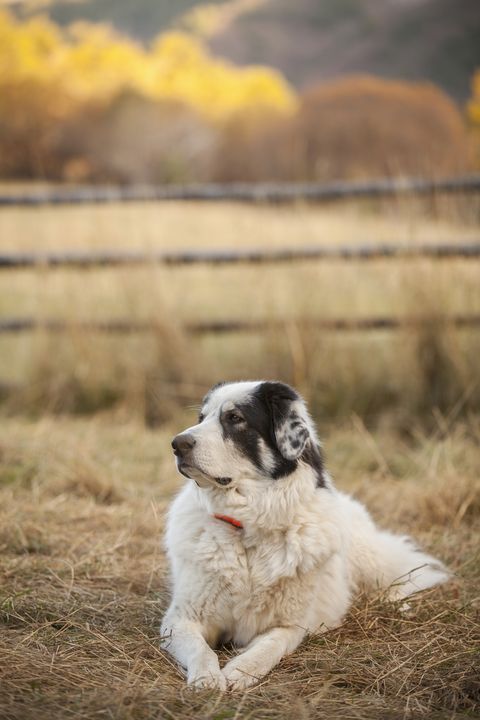 shaggy white great pyrenees dog with spotted black head laying in a field watching her property