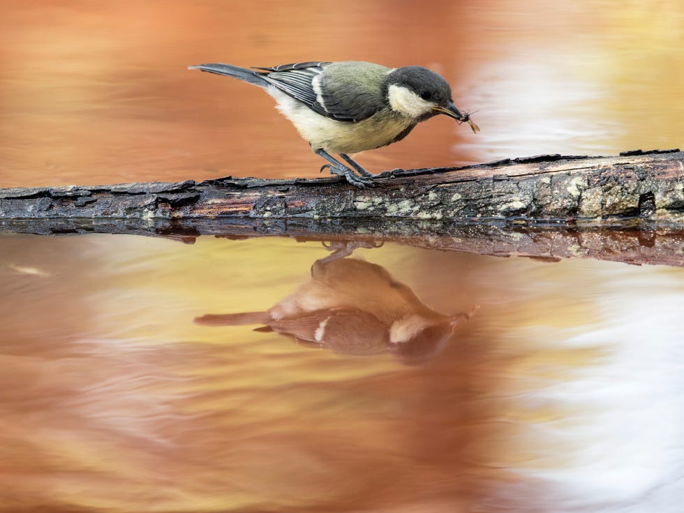 bird hunting and eating mosquitos on a branch in a lake