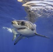 Great White Shark Bahamas