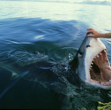 great white shark, carcharodon carcharias, attracted to boat by bait,sa