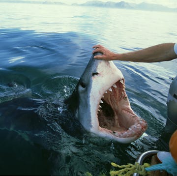 great white shark, carcharodon carcharias, attracted to boat by bait,sa