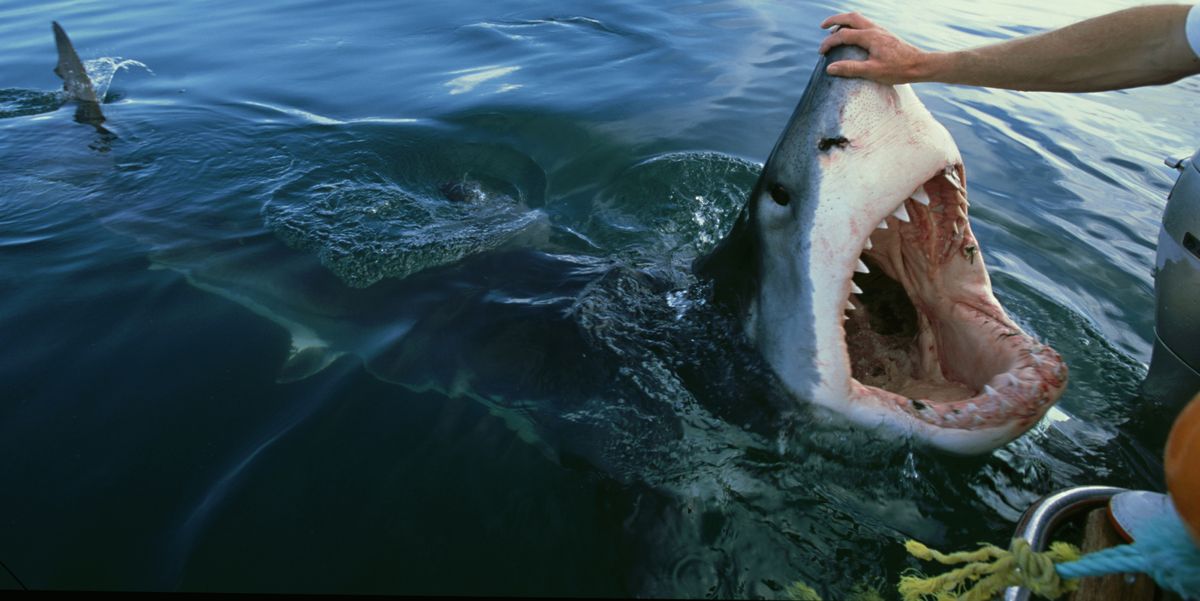 great white shark, carcharodon carcharias, attracted to boat by bait,sa